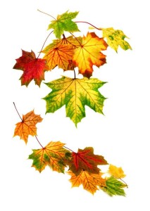 Fotolia-Herbstbild-mehrere-Blaetter